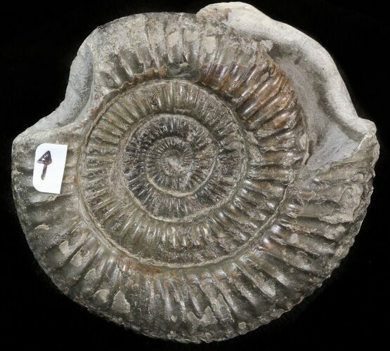 Dactylioceras Ammonite With Predation - UK #42673
